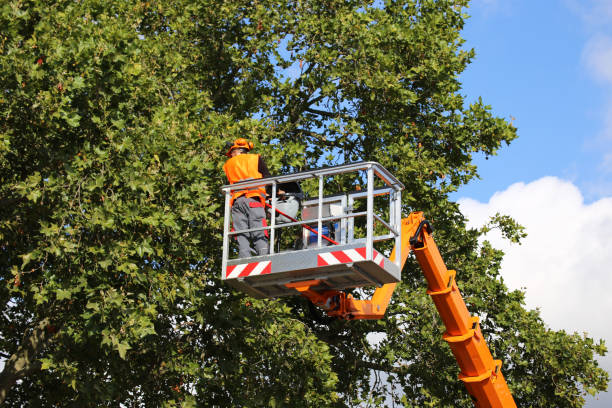  Honesdale, PA Tree Removal and Landscaping Services Pros